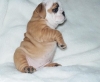 Male English bulldog